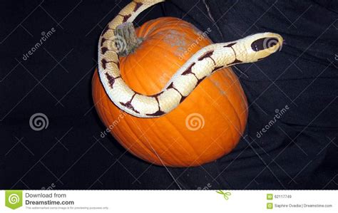 Halloween Decoration Of A Snake And Pumpkin Stock Image Image Of