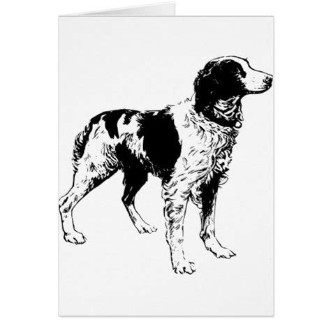 English Springer Spaniel Sporting Pets Dogs
