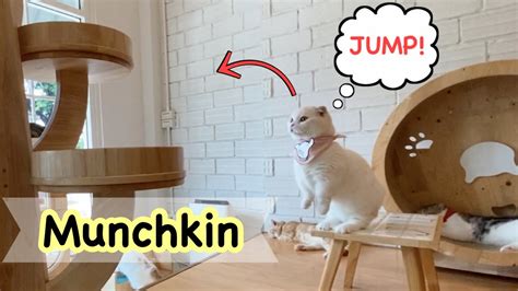How High Can Munchkin Cat Jump ~ แมวมันช์กิ้นกระโดดสูงแค่ไหน แมว