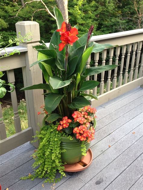 Such as the same sort of soil and same amount of sun, water and fertiliser. Cana Lilly, Creeping Jenny & Begonias | Garden containers ...
