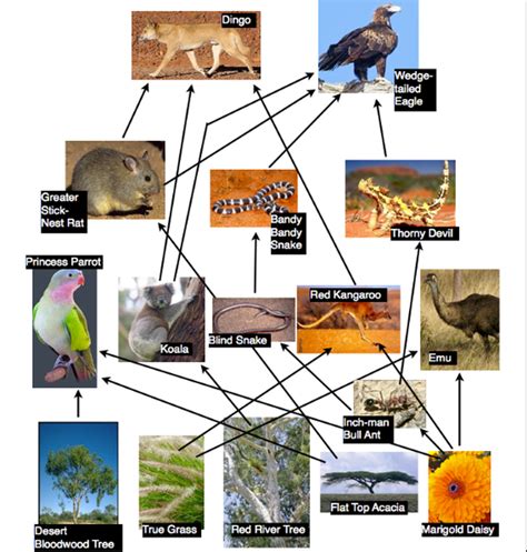 Desert Food Chain Based On The Desert Food Chain Provided Which