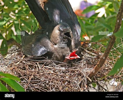 Nest Of A House Crow Corvus Splendens With Young Ones Stock Photo Alamy