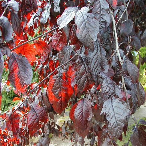 Fagus Sylvatica Purpurea 60 90cm 2 3ft Bare Root Purple Beach Hedging