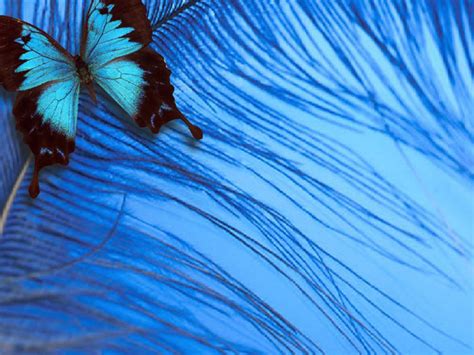 Beautiful Butterflies Butterflies Wallpaper Fanpop