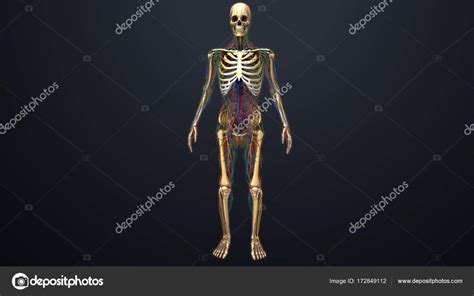 estructura del esqueleto humano fotografía de stock © sciencepics 172849112 depositphotos