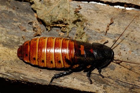 Company Offers 2000 To Release 100 Cockroaches Into Your Home