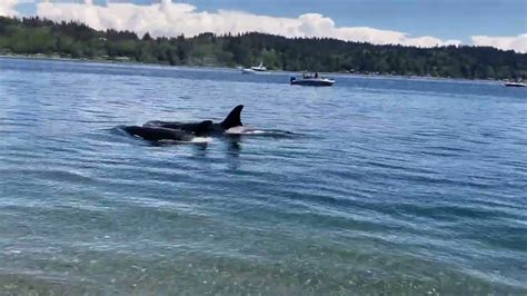 Pod Of Orcas Swim Along Shore At Beach In Washington Youtube