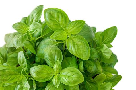 Fresh Growing Basil Herb Leaves Isolated On White Background Stock