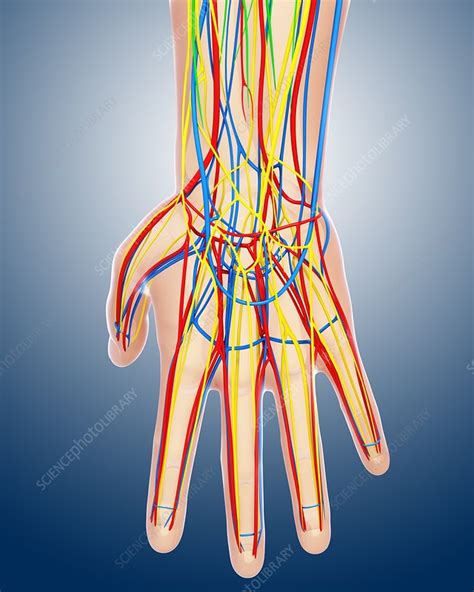 Hand Anatomy Artwork Stock Image F0061322 Science Photo Library