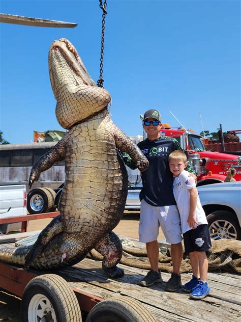 photos 920 pound alligator caught in florida after 4 hour struggle