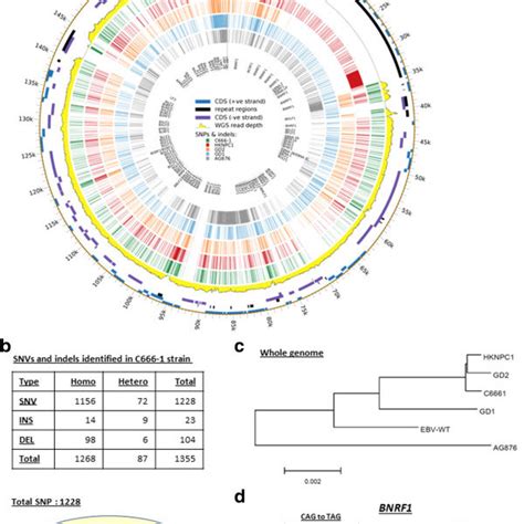 Characterization Of The Ebv Genome Sequence Derived From Whole Genome