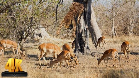 Fabulous Leopard Jump To Grab The Antelope | قفزة فهد رائعة من اعلى