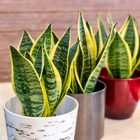 22 Awesome Snake Plant Varieties Just Houseplants