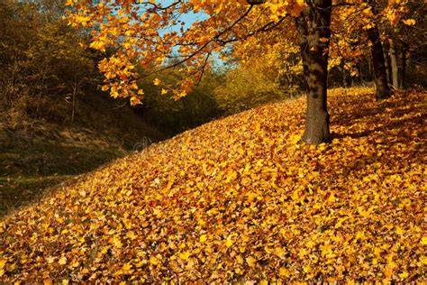 Autumn Maple Forest Stock Image Image Of Beautiful Leave 50816441