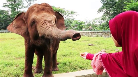 Kasih Makan Kacang Gajah Kebun Binatang Ragunan Tempat Wisata Keluarga