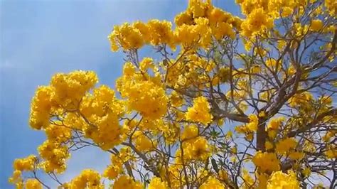 Find the best trees and shrubs suited for florida's unique climate. Tabebuia Tree - Blooming Yellow Flowers - Lake Worth, FL ...