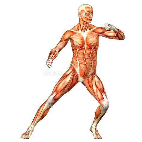 Anatomia Maschio Del Corpo Umano Illustrazione Di Stock Illustrazione