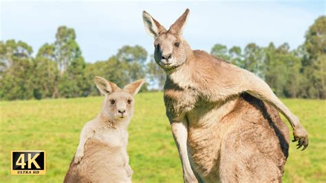 Cute Kangaroos Behaviour Funny Animals Compilation 1 Australian
