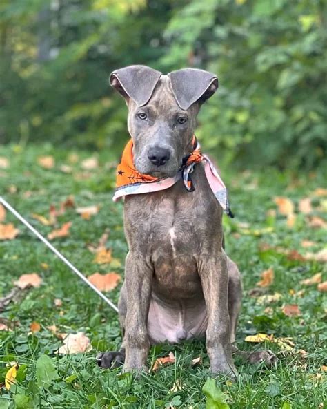 Great Danebull Great Dane And Pitbull Mix Info Pictures Facts Faqs