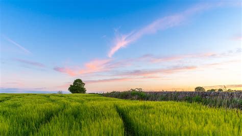 Wallpaper Id 13799 Grass Field Tree Sky Summer 4k Free Download