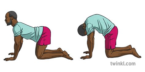 cat cow pose marjaryasana bitilasana yoga exercise ks2 illustration twinkl