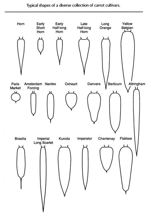 Diagrams Of Carrot Root Shapes