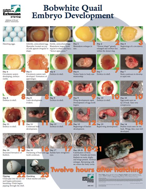 Bobwhite Quail Incubation Chart