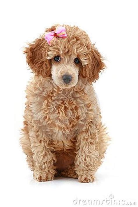Oct 16, 2019 · taming. Awesome Toy Poodle Shaved | Poodle puppy, Poodle, Toy poodle