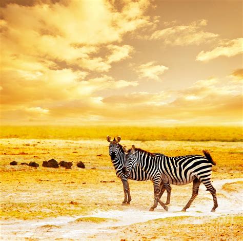 African Wild Zebras Photograph By Anna Om Pixels