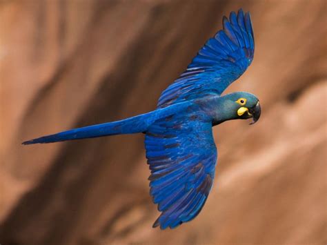 Indigo Macaw Ebird Macaw Blue Macaw Rare Birds