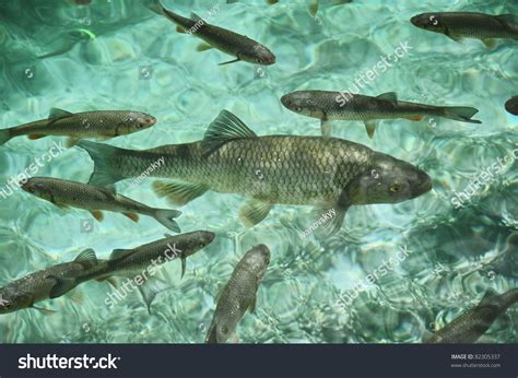 Underwater Image Of Trout Fish In The Green Water Of