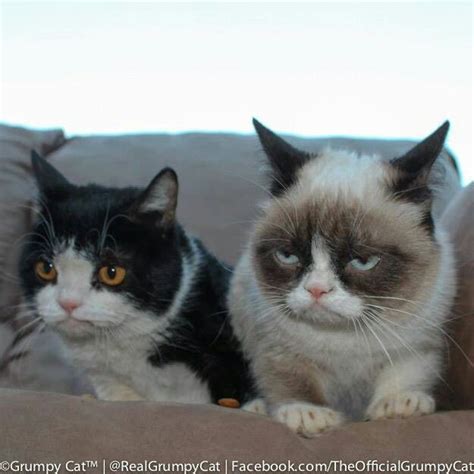 Grumpy Cat And Pokey Funny Grumpy Cat Memes Grumpy Cat Humor