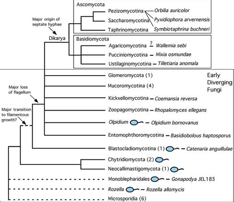 The Fungal Tree Of Life Phylogenetic Tree Of The Current Phyla