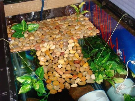 ♥ pet turtle ♥ a diy turtle topper above tank basking platform provides a nice basking area ~ pet care ideas. DIY Turtle dock, another idea for basking area until he ...