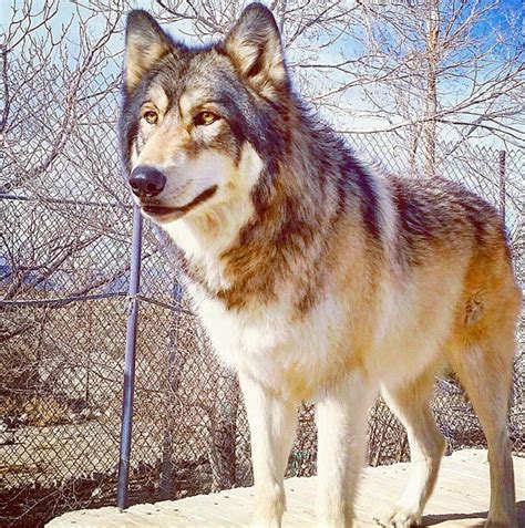 Pin By Sarah Whitewolf On Wolves And Wolfdogs Wolf Dog Canine Dogs