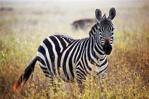 Top 10 Most Beautiful Animals In The World Wild