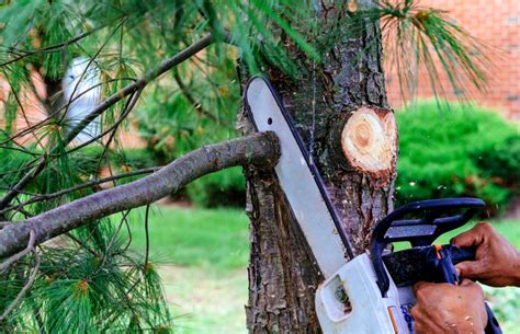 How To Trim A Pine Tree 5 Easy Tips R And R Tree Service