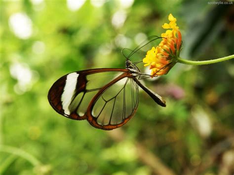 Featured Creature Glasswinged Butterfly Blog Nature Pbs