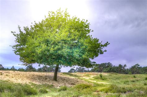 Tree Nature Oak Free Photo On Pixabay Pixabay