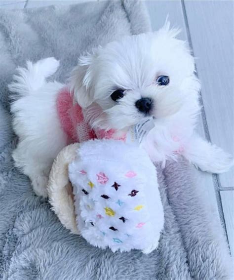Available Cheap Mini And Baby Maltese Puppies For Sale In 2020 Maltese