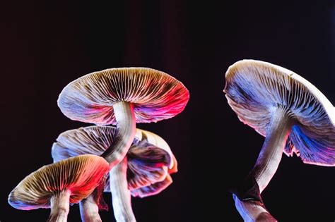 Cultivating Psilocybe Cubensis Suitable Substrates Psychedelic