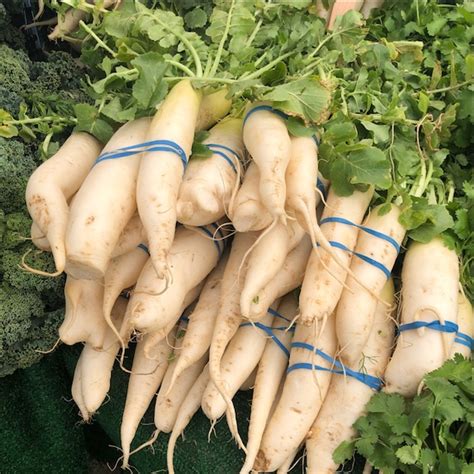 Daikon Radish Information Recipes And Facts