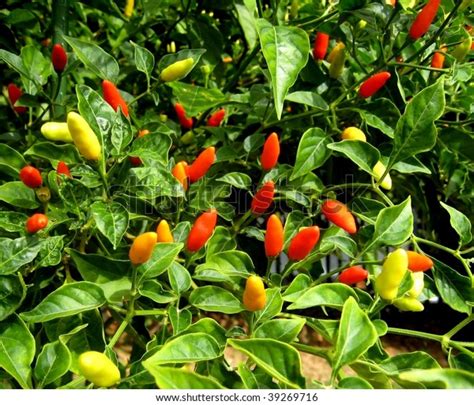 Little Red Hot Hawaiian Chile Peppers Stock Photo 39269716 Shutterstock
