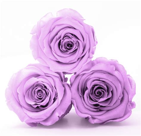 Lilac Roses That Last A Year Preserved Rose Roses Only Most