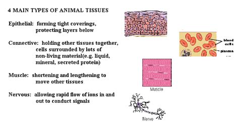 Structure And Function Of Animal Tissues And Cell Modification