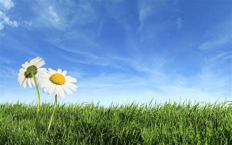 Flower, spring, plant, pollen, floral, summer, blossom, garden. Flower grass blue sky Wallpapers - HD Wallpapers 71903