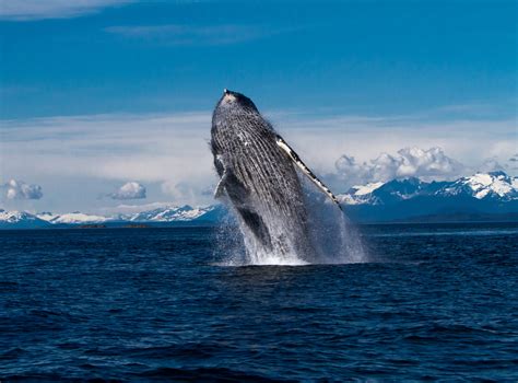 Alaska Breaching Humpback Whale