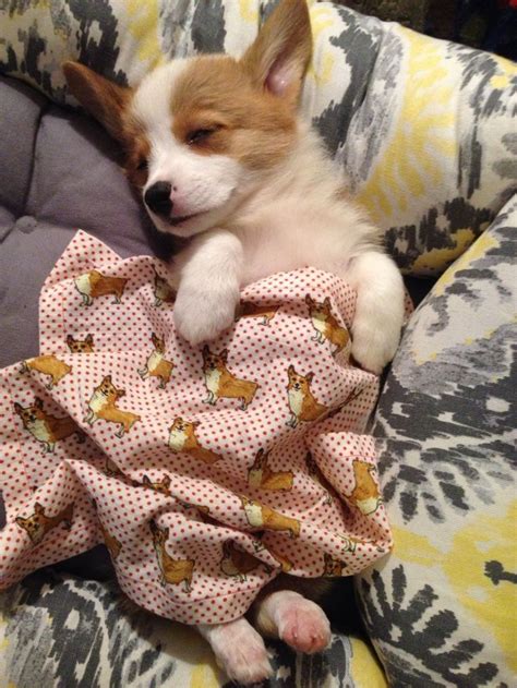 Submissions of your own corgis are welcomed. Pin by Melissa Stallard on Corgi's | Corgi sleeping, Cute animal pictures, Cute animals