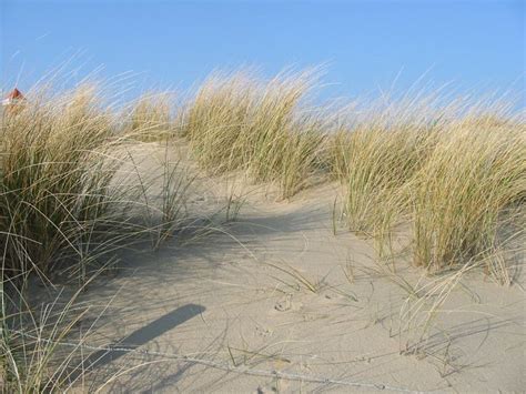 Sand Dune Stabilization Wikipedia In 2020 Beach Landscape Florida