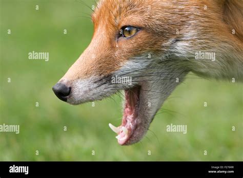 Fox Face Close Up Hi Res Stock Photography And Images Alamy
